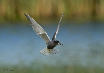 Black Tern - Zwarte Stern - Chlidonias niger