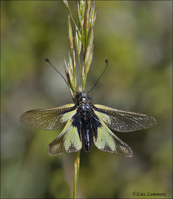 Owlfly - Vlinderhaft - Libelloides longicornus
