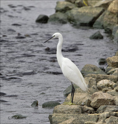 Little Egret - Kleine Zilverreiger - Egretta garzetta