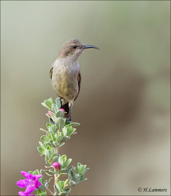 Palestine Sunbird ( female)- Palestijnse honingzuiger (vrouw) - Cinnyris osea