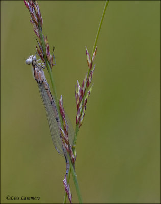 White-legged Damselfly - Blauwe breedscheenjuffer - Platycnemis pennipes