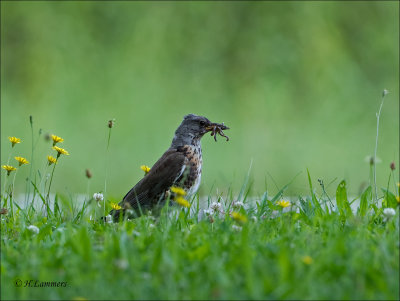 Fieldfare - Kramsvogel - Turdus pilaris