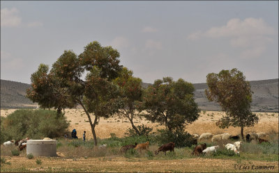 Bedouins Israel
