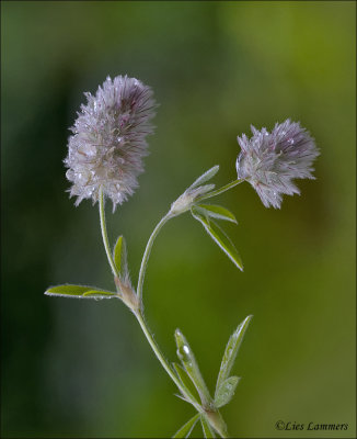 Hare's Foot-clover - Hazenpootje - Trifolium arvense