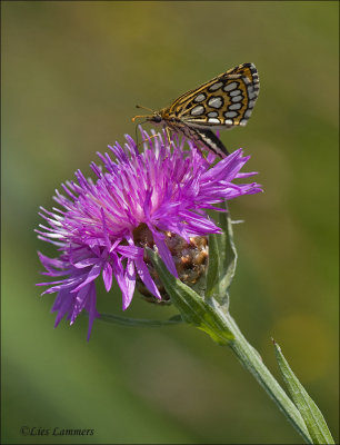 Large Chequered Skipper - Spiegeldikkopje - Heteropterus morpheus