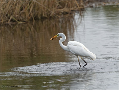 Great Egret - Grote Zilverreiger - Ardea alba