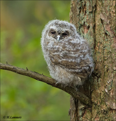 Tawny Owl  (Juvenile ) - Bosuil - Strix aluco