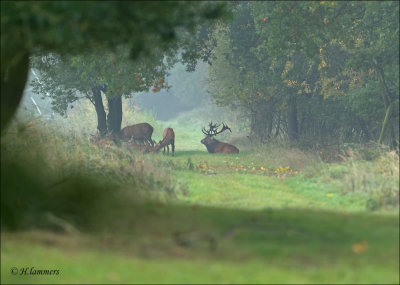 Red Deer - Edelhert - Cervus Elaphus