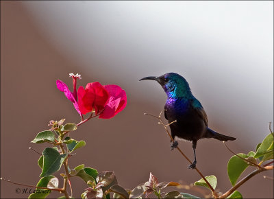 Palestine Sunbird - Palestijnse honingzuiger -  Cinnyris osea