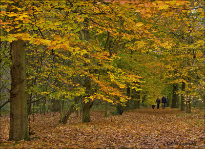 Autumn in my village