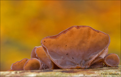 Jelly Ear - Echt Judasoor - Hirneola auricula-judae