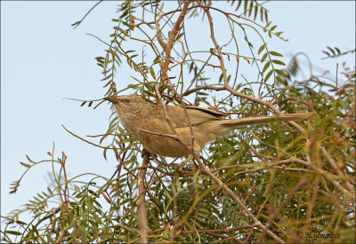 Arabian Babbler - Arabische Babbelaar - Turdoides squamiceps