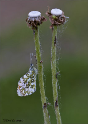 Orange Tip - Oranjetipje - Anthocharis cardamines