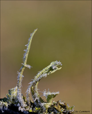 Mealy Pixie-cup Lichen - Bekermos - Cladonia chlorophaea