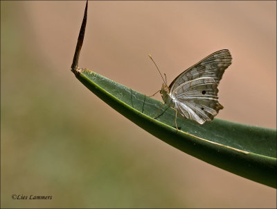 White Peacock - Anartia jatrophae 