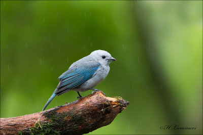 Bleu - gray Tanager - Bisschopstangare - Thraupis episcopus 