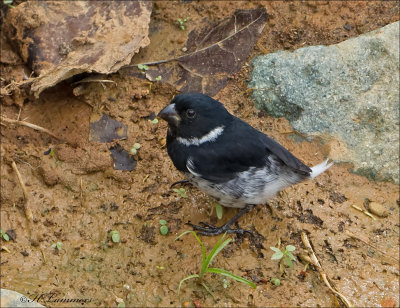 Variable Seedeater (male pacific race)- Noordelijk bont dikbekje - Sporophila corvina