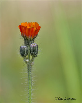 Orange hawkweed - Oranje havikskruid - Hieracium aurantiacum