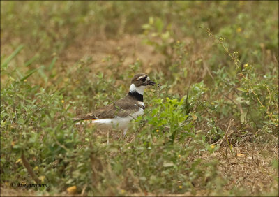 Killdeer - Killdeerplevier - Charadrius vociferus