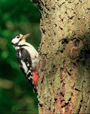 Great Spotted Woodpecker - Grote bonte specht - Dendrocopos major