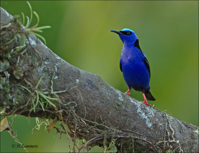 Red-legged Honeycreeper - Blauwe suikervogel - Cyanerpes cyaneus