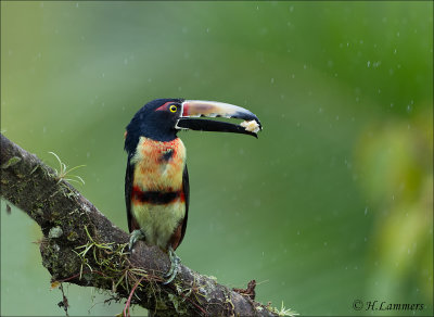 Collared Aracari - Halsbandarassari -  Pteroglossus torquatus