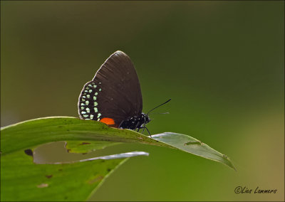 White-tipped Cycadians - Eumaeus godarti