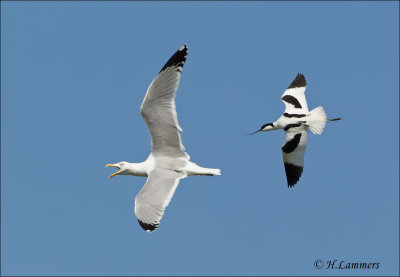 Kluut - Pied Avocet  - Recurvirostra avosetta