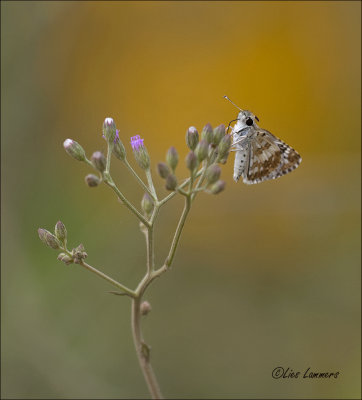 Skipper sp. - Dikkopje