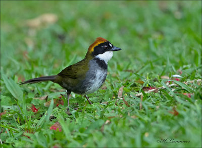 Chestnut-capped Brush-finch -  Bruinkapstruikgors  - Arremon brunneinucha