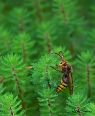 Hornet - Hoornaar - Vespa crabro