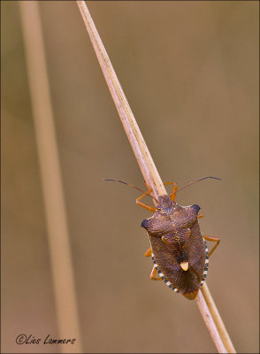 Red-legged Shieldbug - Roodpootschildwants - Pentatoma rufipes