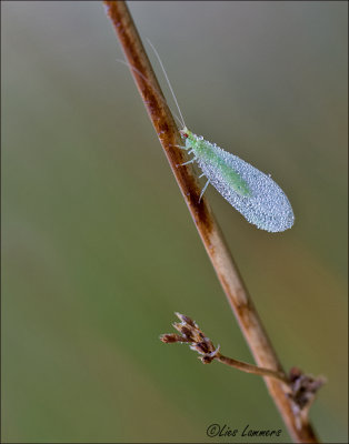 Pearly Green Lacewing - Gaasvlieg - Chrysoperla carnea