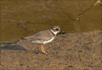 Bontbekplevier - Common Ringed Plover  - Charadrius hiaticula