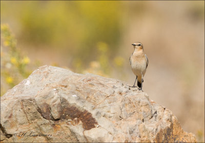 Northern wheatear - Tapuit - Oenanthe oenanthe