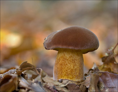 Bay Bolete - Kastanjeboleet - Xerocomus badius