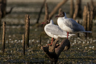 Gaviotas cahuil