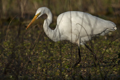 Garza grande