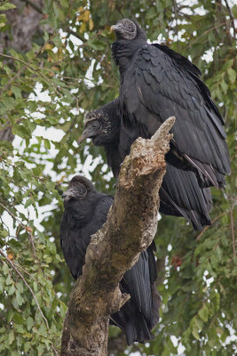 Jotes de cabeza negra