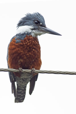 Martn pescador