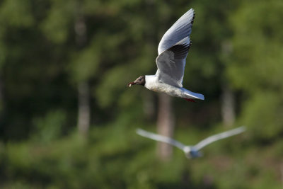 Gaviota cahuil