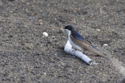 Golondrina chilena