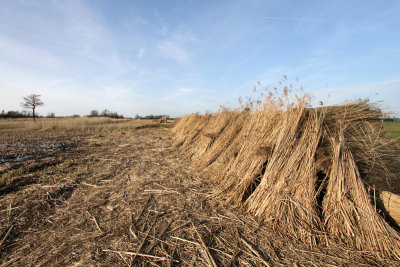 Friesland, Oudega. Harvesting Reed