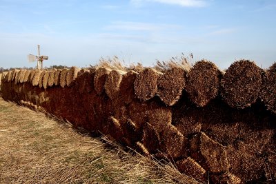 Friesland, Oudega. Harvesting Reed