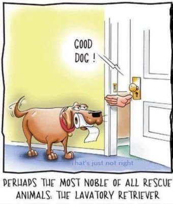 Retriever.jpg
