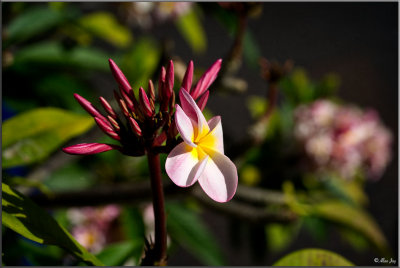 Frangipiani - Plumeria Rubra