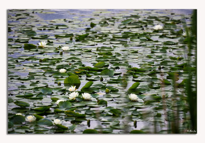 Floating Away...