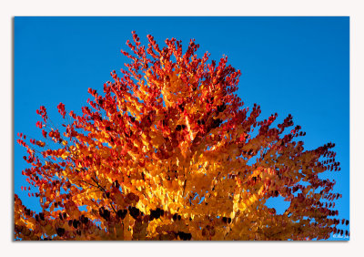A Colour Burst...