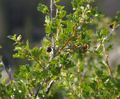 IMGP3725.jpg