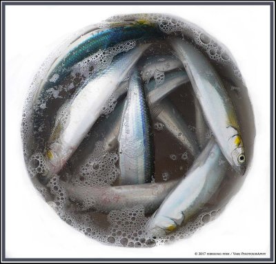 Herring fish